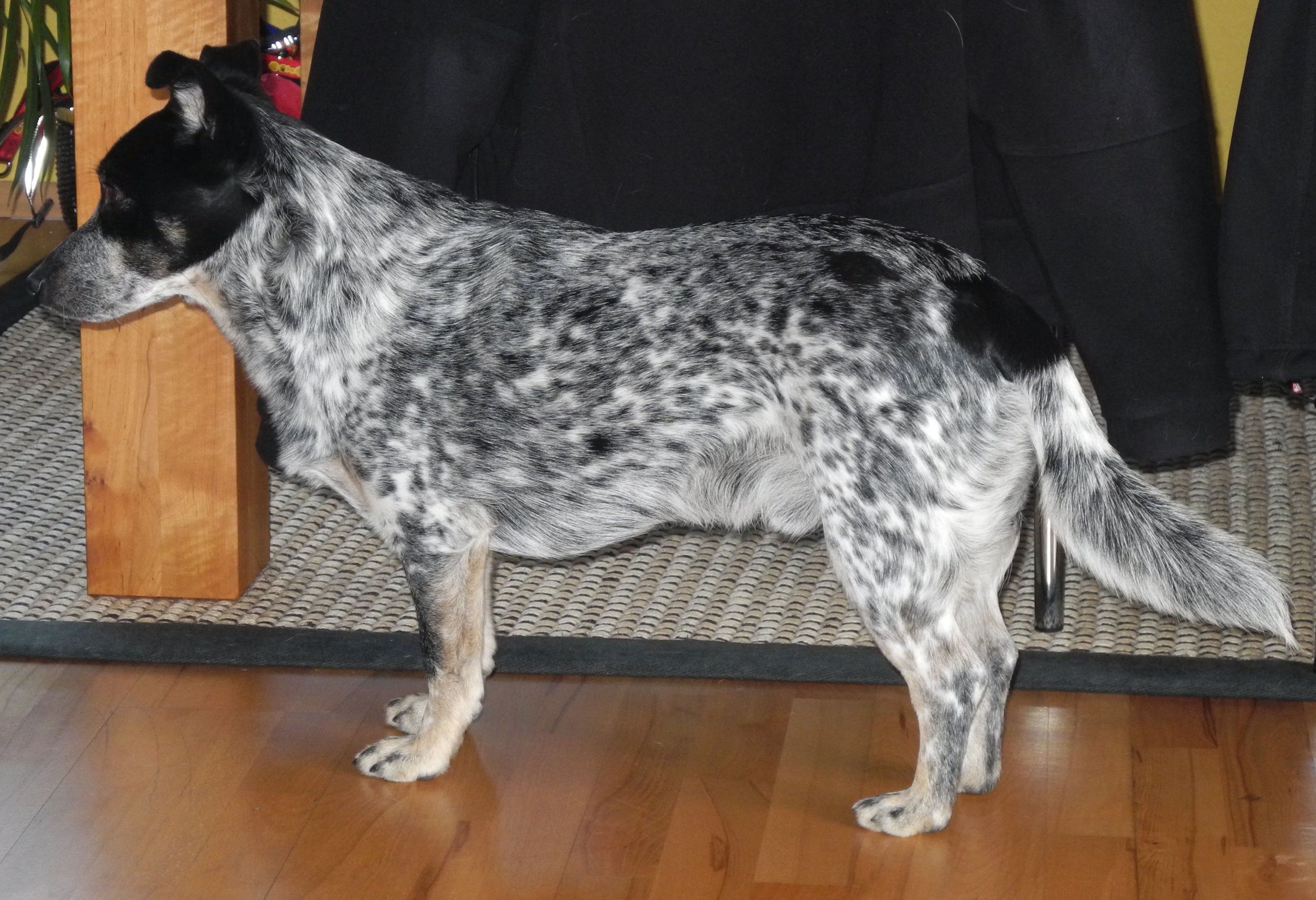 Schiller (Australian Cattle Dog, Australian Kelpie) Australian Cattle Dog Australian Kelpie Mischling Schiller (Australian Cattle Dog, Australian Kelpie) Australian Cattle Dog Australian Kelpie